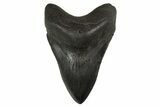 Serrated, Fossil Megalodon Tooth - South Carolina #340277-1